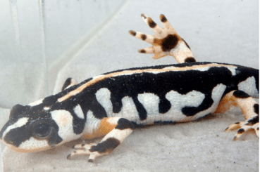 kaiser’s spotted newt