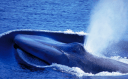 Blue whale, courtesy IFAW