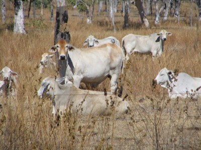 Cattle ranch in Australia Copyright 2004 Renate Leahy