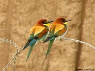 Bee Eaters in Iraq Copyright 2006 Laurie Haak