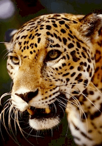 jaguar-defenders-of-wildlife.png