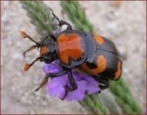 american-burying-beetle-doug-backlund-aol.jpeg