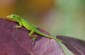 carolina-anole-lizard-sml-john-sullivan-aol.jpg