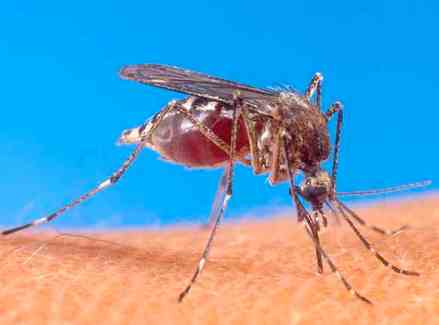 Aedes aegypti copyright USDA