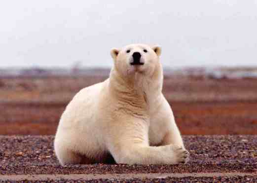 polar-bear-summer-usfws-sml.jpg