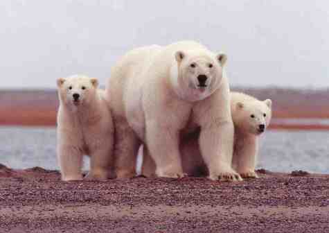 polarbear-w-cubs-usfws-sml.jpg