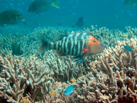 coral fish from ove royal society pres