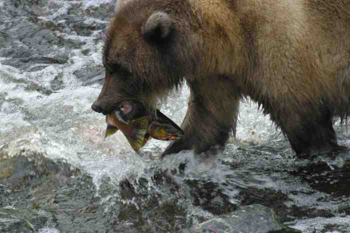 bear-catching-salmon-low-alex-morton