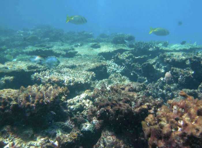 severely-degraded-reef-flat-at-kelso-reef-great-barrier-reef-australiaimage-c2a9-cathie-page-very-sml