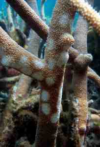 staghorn-coral-carpenter-sml