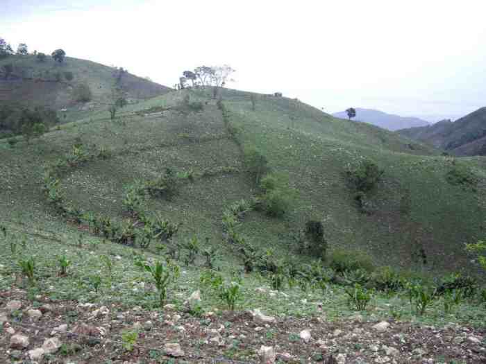 Haiti Living Terraces - Brad Lewis Floresta