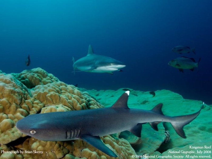 whitetip-grey-reef-sharks