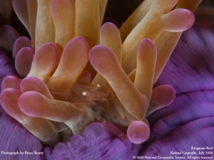 sea-anemone