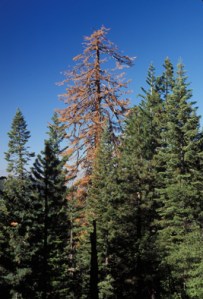 sugar-pine-dying-from-bark-beetle-attack-in-yosemite-national-parkimage-courtesy-of-jerry-franklin