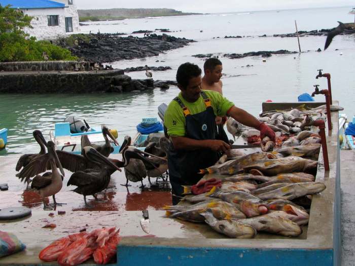 yellow-fin-tuna-catch-galapagos