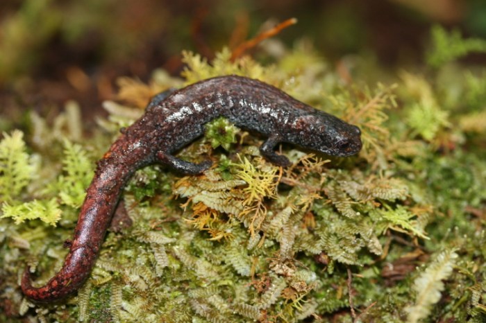 Bradytriton silus, a salamander of the Guatemalan cloud forest long thought to be extinct but rediscovered this January 2009.