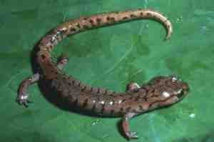 Pseudoeurycea smithi © 1975 David Wake