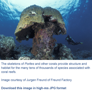 gbr cap mushroom death4