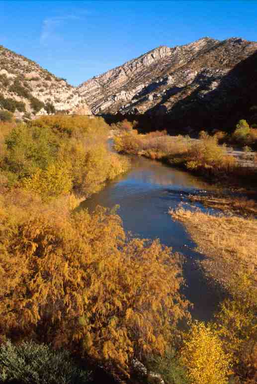 Saltcedar, an invasive exotic weed, crowds out native vegetation along the Gila River in Arizona.