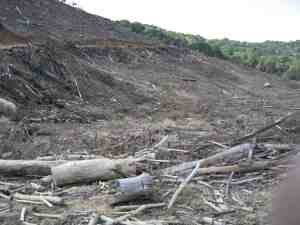 south africa plantation clearcut -- wally m