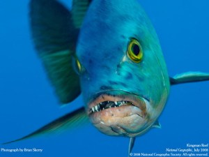 red snapper -- reef fish w teeth