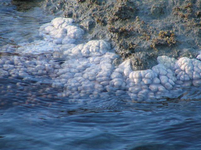 Bleached coastal corals. bantry bay, australia R Leahy 2006
