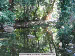 daintree forest pool - sml Pool of water in oz forest rslpix