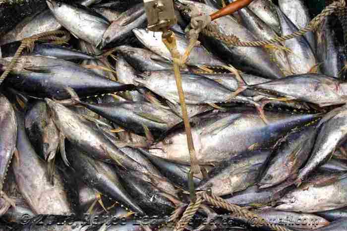 Tuna from the Spanish Purse Seiner  